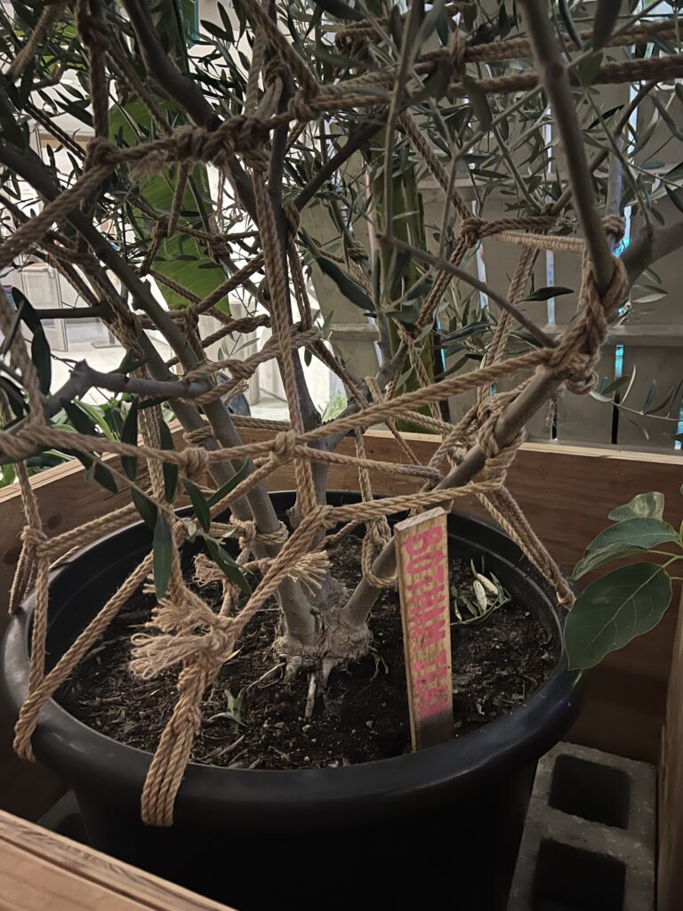 A potted plant tied by Andrew - co-founder of Devil Mask Studio. Part of Ron Finley's portion of BREATH(E) at the Hammer Museum, Los Angeles, September 2024.