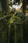 Midsummer Mischief at fwb